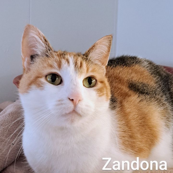 Zandona, an adopted Calico in Maple Ridge, BC_image-1