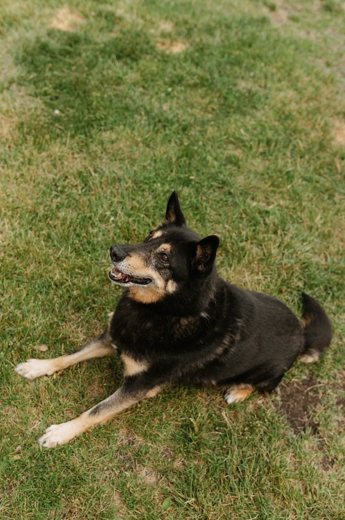 Edwin, an adoptable German Shepherd Dog, Shiba Inu in Muskegon, MI, 49443 | Photo Image 4