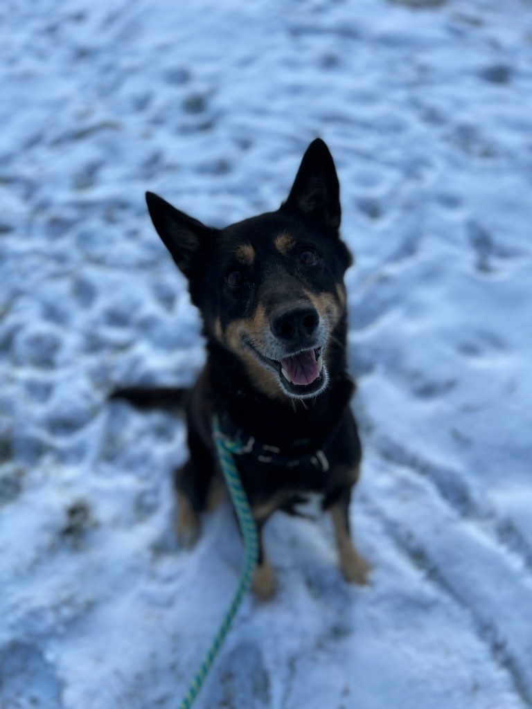 Edwin, an adoptable German Shepherd Dog, Shiba Inu in Muskegon, MI, 49443 | Photo Image 2