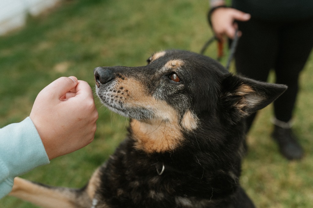 Edwin, an adoptable German Shepherd Dog, Shiba Inu in Muskegon, MI, 49443 | Photo Image 10