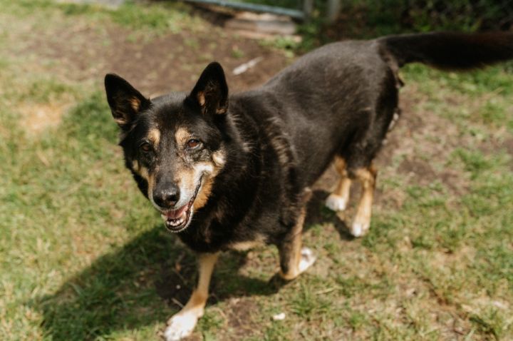 Edwin, an adoptable German Shepherd Dog & Shiba Inu Mix in Muskegon, MI_image-5