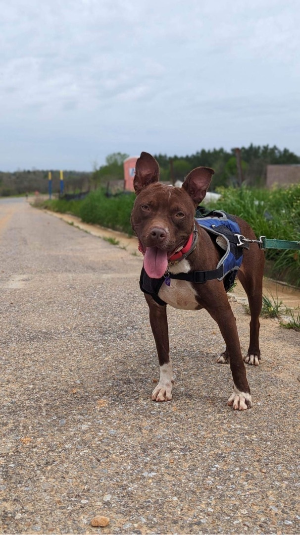 Hope, an adoptable Pit Bull Terrier Mix in Birmingham, AL_image-5