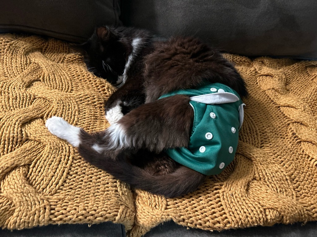 Snowdrop *Foster-to-Adopt Available, an adoptable Domestic Medium Hair in Pawtucket, RI, 02860 | Photo Image 4