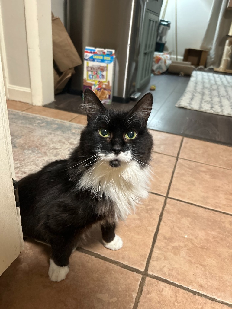 Snowdrop *Foster-to-Adopt Available, an adoptable Domestic Medium Hair in Pawtucket, RI, 02860 | Photo Image 5