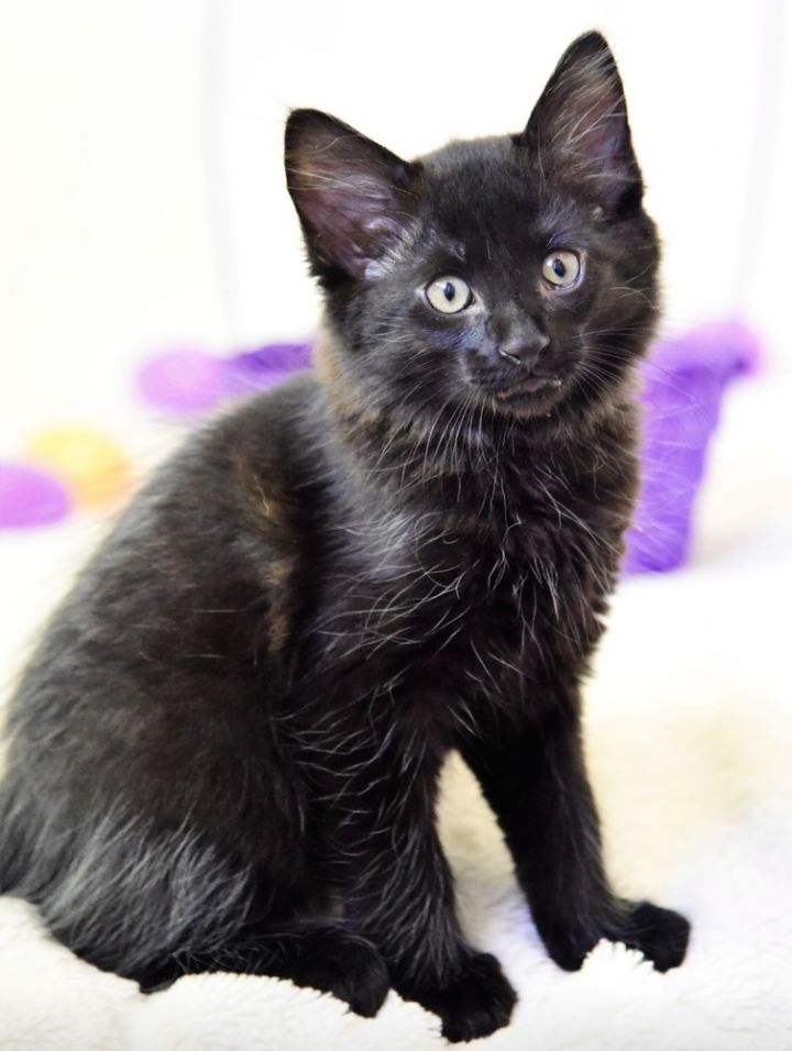 Leo, an adoptable Domestic Long Hair Mix in Fort Lauderdale, FL_image-3