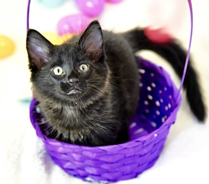 Leo, an adoptable Domestic Long Hair Mix in Fort Lauderdale, FL_image-4