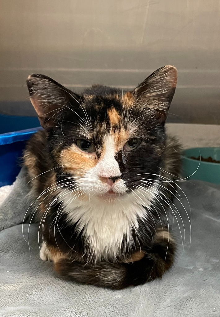 Lillian, an adoptable Domestic Short Hair in Hastings, NE, 68901 | Photo Image 1