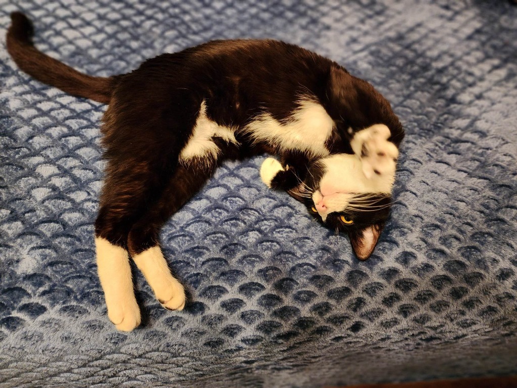 Panda 3, an adoptable Domestic Short Hair in Hoover , AL, 35226 | Photo Image 4