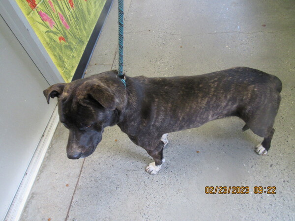 Pen 147, an adoptable Pit Bull Terrier Mix in Lawrenceville, GA_image-1