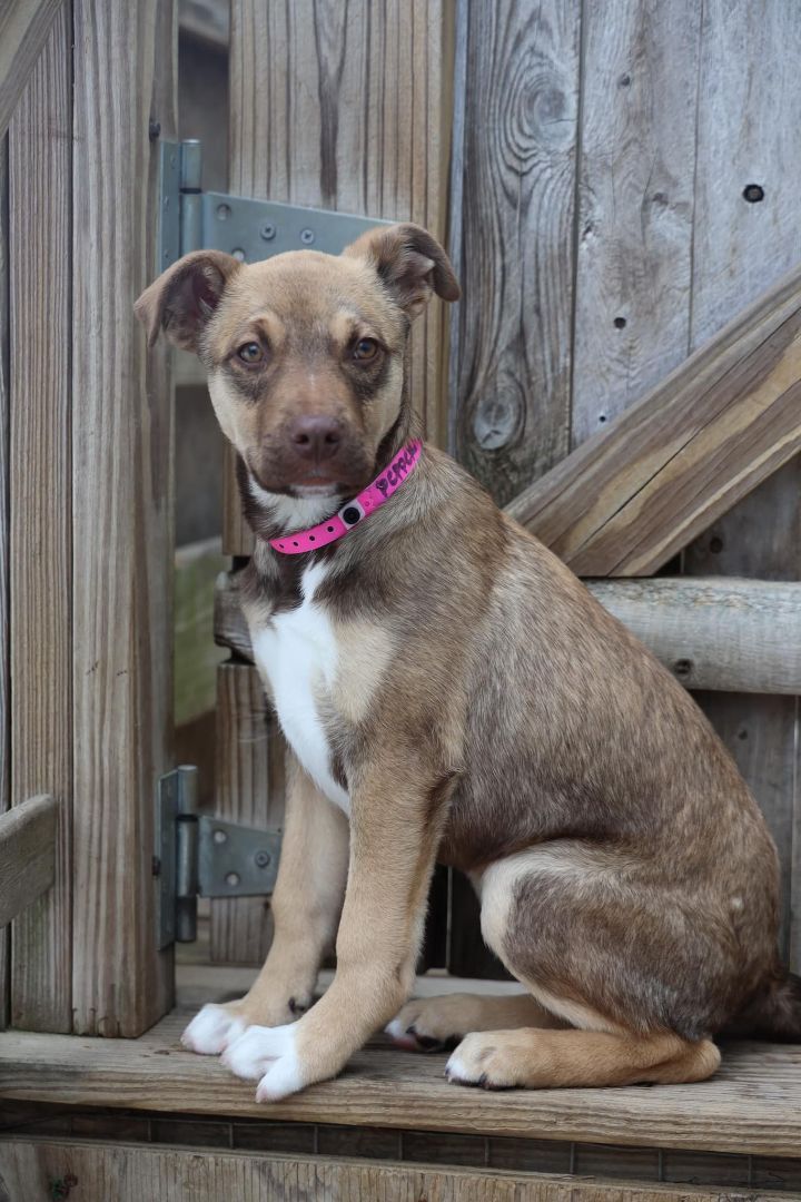Pepper Pearl *HERE IN NH*, an adoptable Mixed Breed in Northwood, NH_image-1