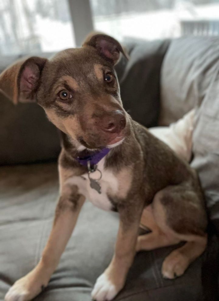 Pepper Pearl *HERE IN NH*, an adoptable Mixed Breed in Northwood, NH_image-4