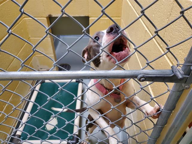 Dog for adoption - DIAMOND, a Pit Bull Terrier Mix in Tulsa, OK | Petfinder