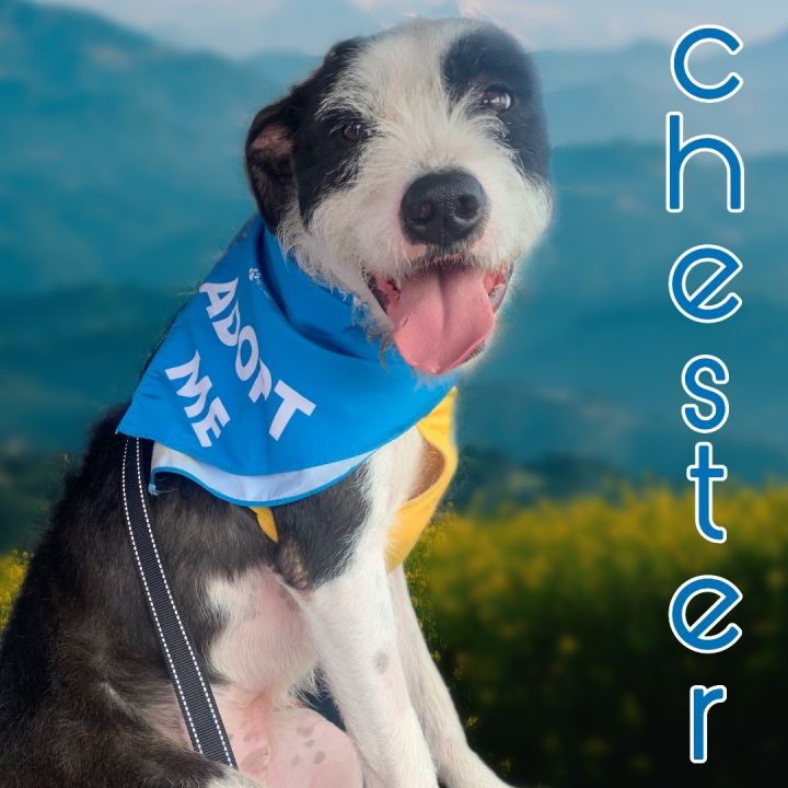 Chester 1