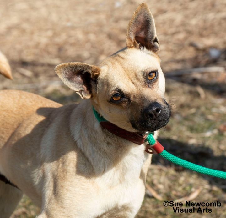 Stephanie Waffles, an adoptable Terrier & Pug Mix in Shorewood, IL_image-1