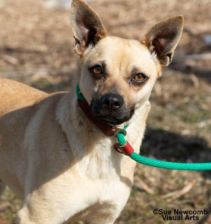 Stephanie Waffles, an adoptable Terrier & Pug Mix in Shorewood, IL_image-2