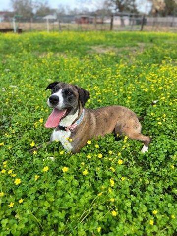 Duchess, an adoptable Great Dane & American Staffordshire Terrier Mix in Houston, TX_image-2