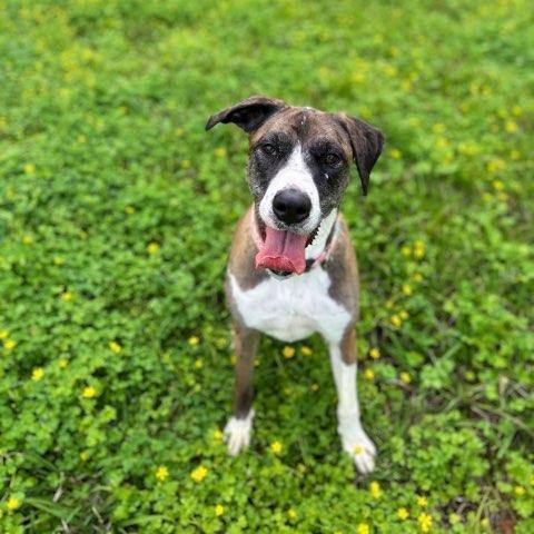 Duchess, an adoptable Great Dane & American Staffordshire Terrier Mix in Houston, TX_image-3