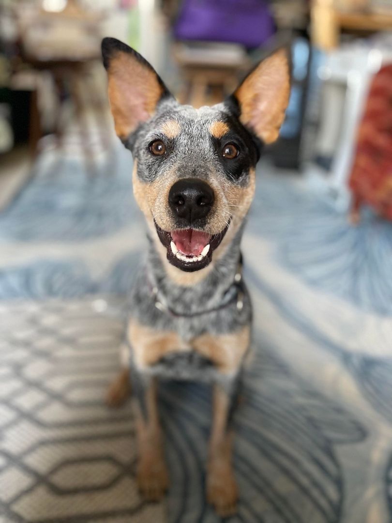 Dog for adoption - Indie, an Australian Cattle Dog / Blue Heeler in ...