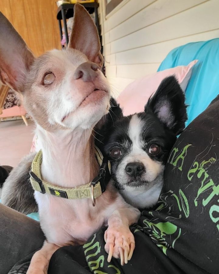 Rusty and Gizmo, an adoptable Chihuahua Mix in New River, AZ_image-1