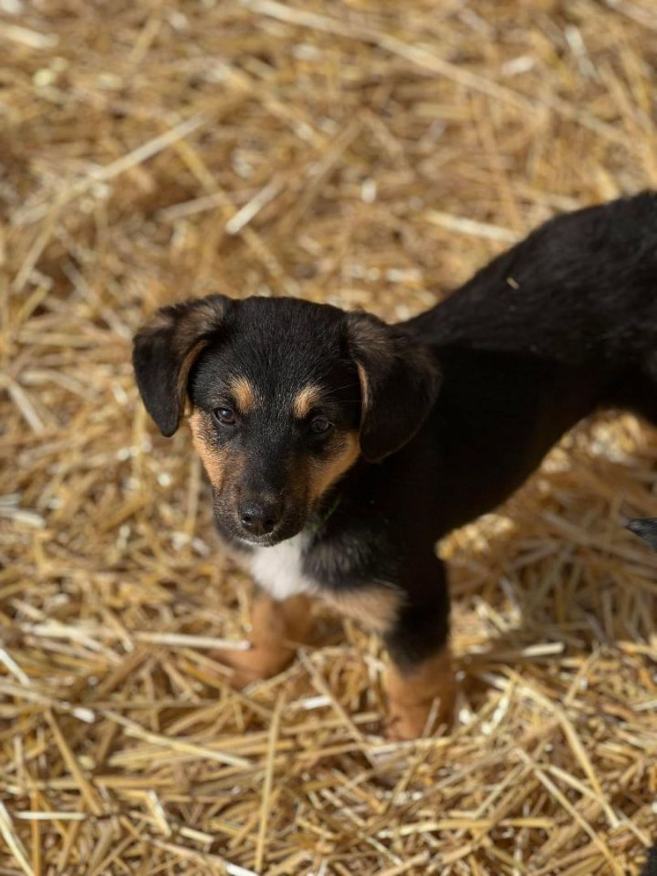 Feta, an adoptable Australian Shepherd & Hound Mix in South Charleston, OH_image-1