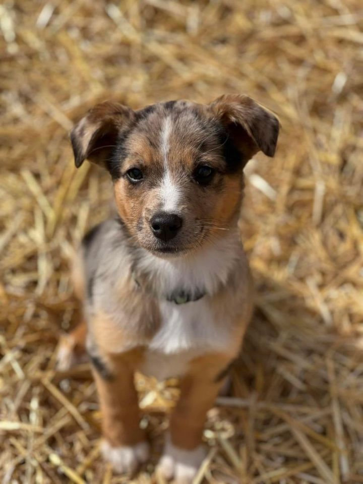 Queso, an adopted Australian Shepherd & Hound Mix in South Charleston, OH_image-1