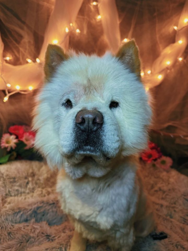 HIDALGO, an adoptable Chow Chow in Wintersville, OH_image-1
