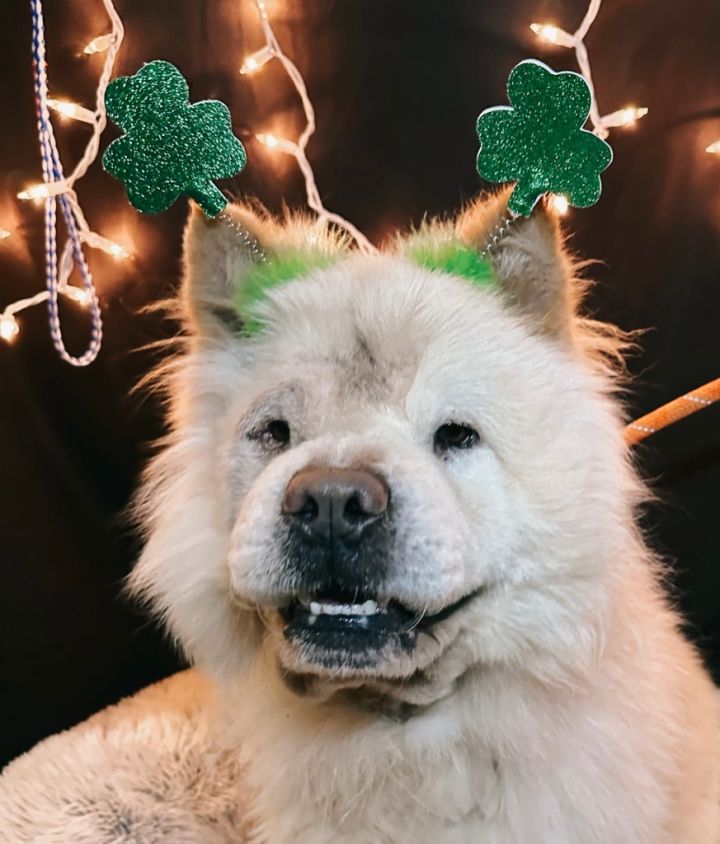HIDALGO, an adoptable Chow Chow in Wintersville, OH_image-5