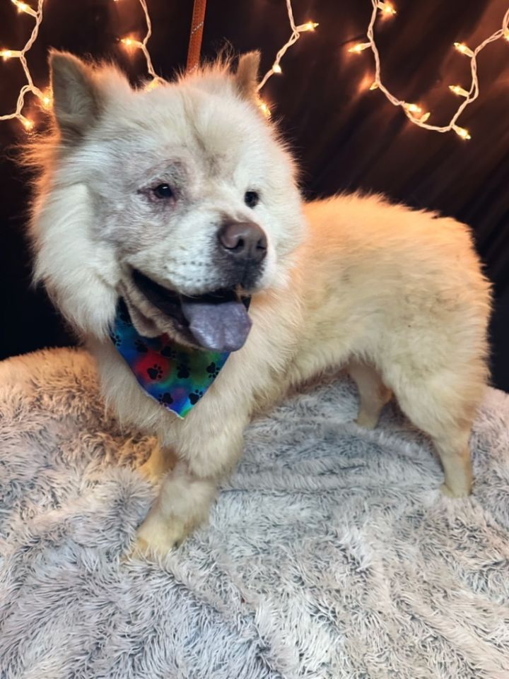 HIDALGO, an adoptable Chow Chow in Wintersville, OH_image-6