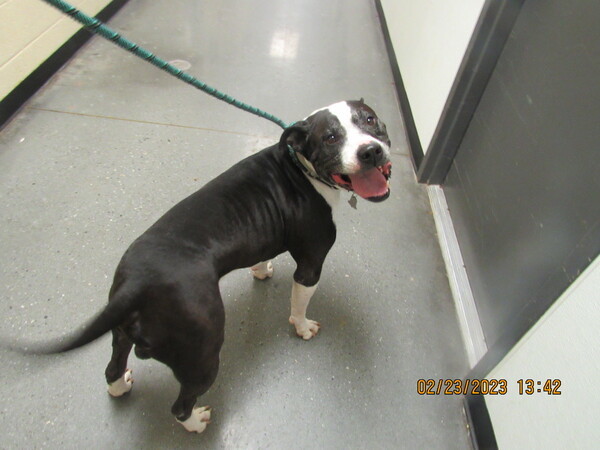 Pen 196, an adoptable Pit Bull Terrier Mix in Lawrenceville, GA_image-1