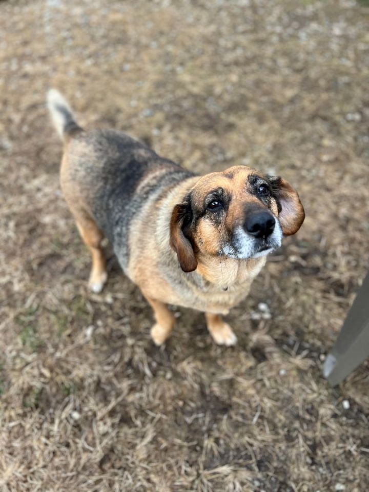 Brie, an adoptable Beagle & Norwegian Elkhound Mix in South Charleston, OH_image-1