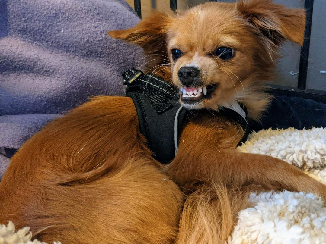Jax, an adoptable Papillon in Parlier, CA, 93648 | Photo Image 2