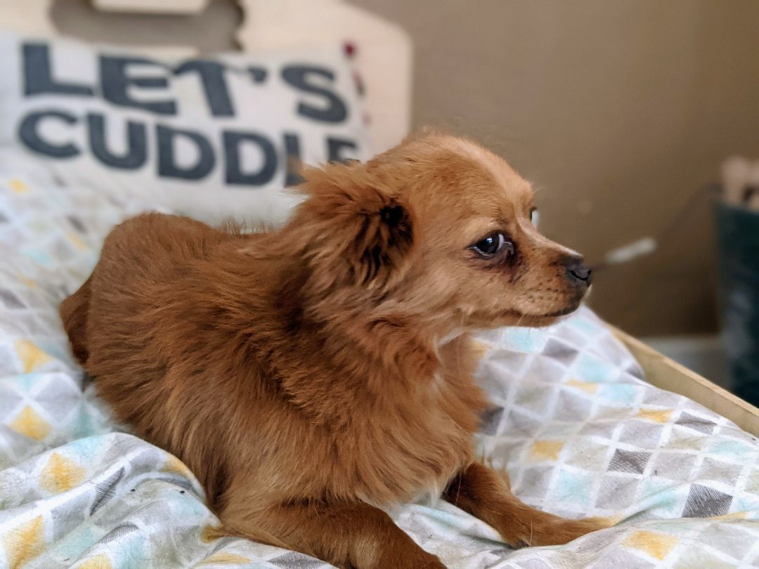 Jax, an adoptable Papillon in Parlier, CA, 93648 | Photo Image 3