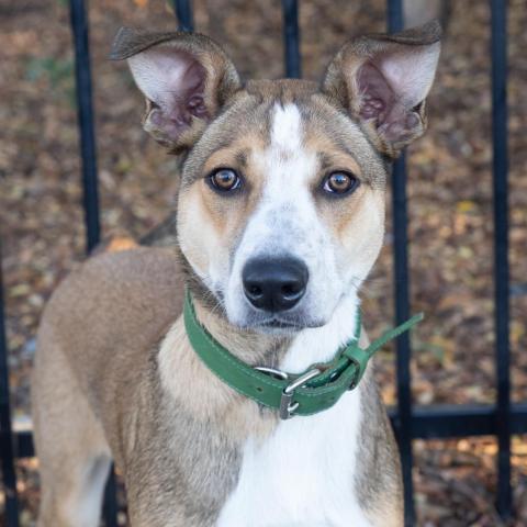 CHOWDER, an adoptable Cattle Dog & Collie Mix in Point Richmond, CA_image-1