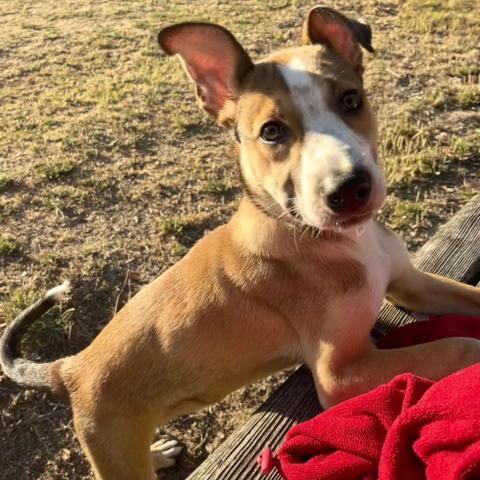 CHOWDER, an adoptable Cattle Dog, Collie in Point Richmond, CA, 94801 | Photo Image 2