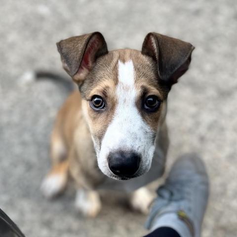 CHOWDER, an adoptable Cattle Dog, Collie in Point Richmond, CA, 94801 | Photo Image 3