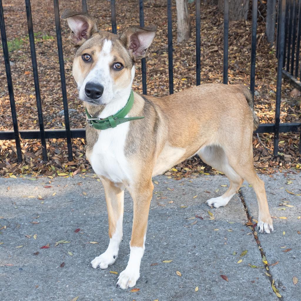 CHOWDER, an adoptable Cattle Dog, Collie in Point Richmond, CA, 94801 | Photo Image 3