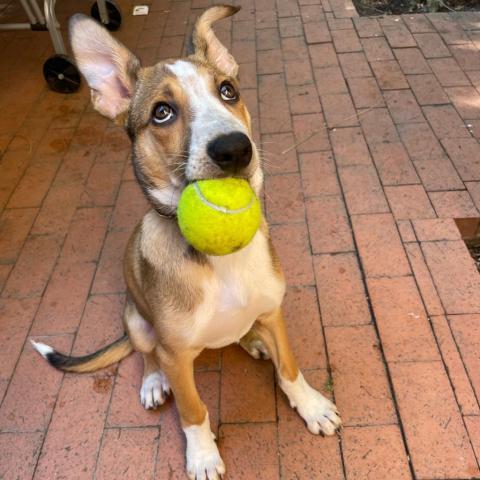 CHOWDER, an adoptable Cattle Dog, Collie in Point Richmond, CA, 94801 | Photo Image 4