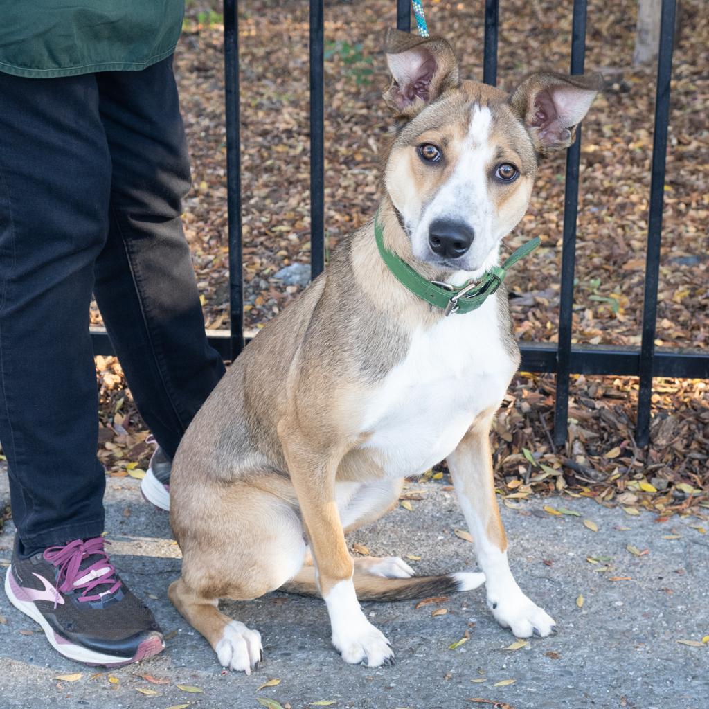 CHOWDER, an adoptable Cattle Dog, Collie in Point Richmond, CA, 94801 | Photo Image 4