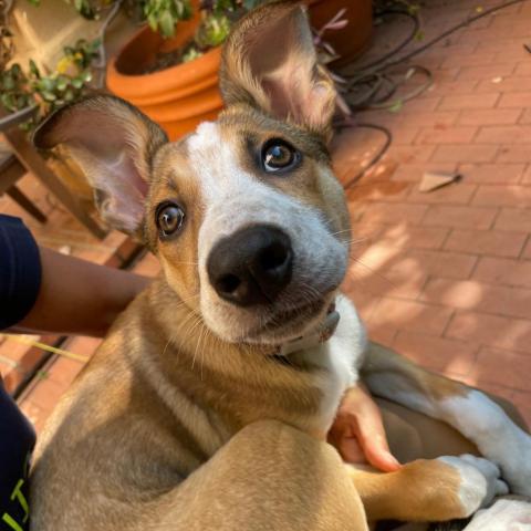 CHOWDER, an adoptable Cattle Dog, Collie in Point Richmond, CA, 94801 | Photo Image 5