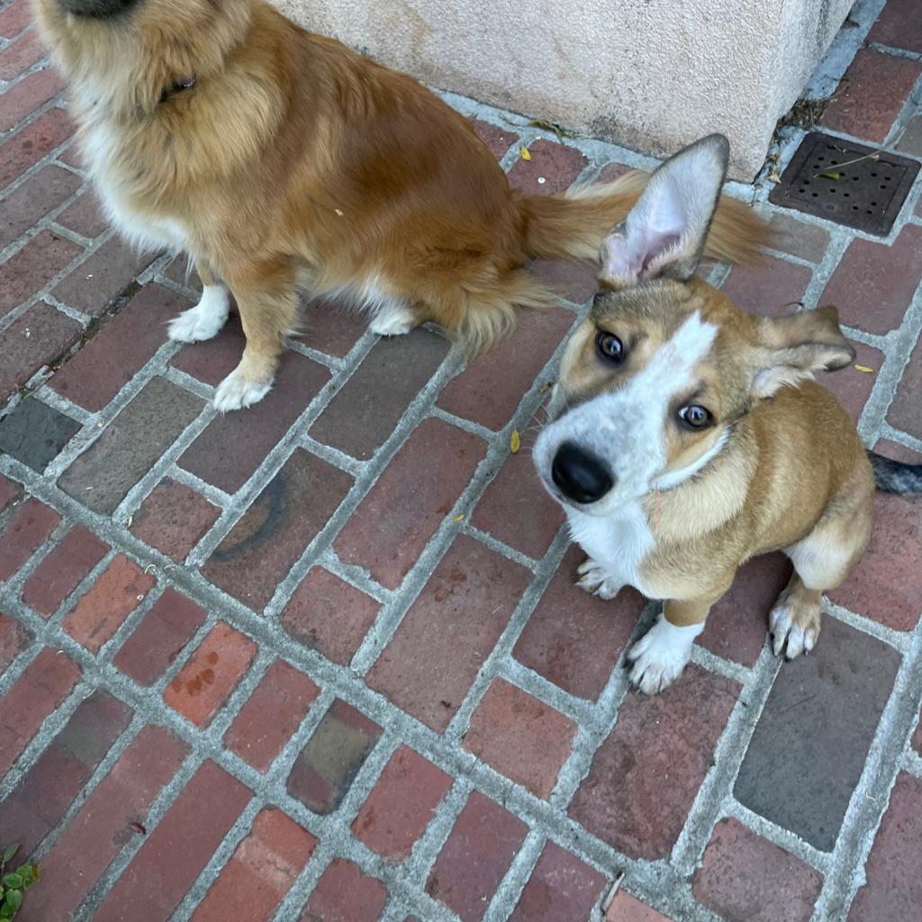 CHOWDER, an adoptable Cattle Dog, Collie in Point Richmond, CA, 94801 | Photo Image 5