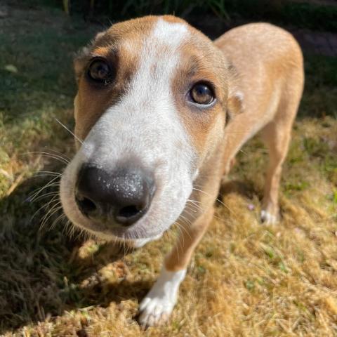 CHOWDER, an adoptable Cattle Dog, Collie in Point Richmond, CA, 94801 | Photo Image 6