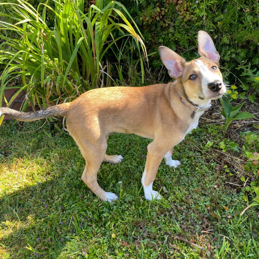 CHOWDER, an adoptable Cattle Dog, Collie in Point Richmond, CA, 94801 | Photo Image 6