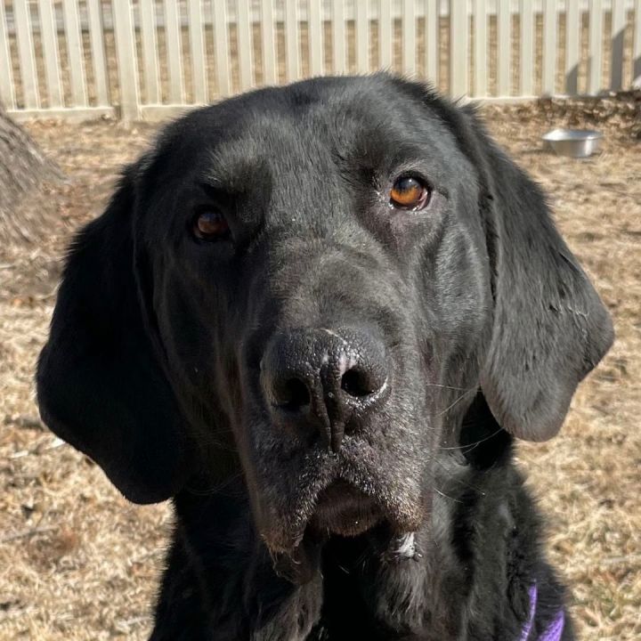 Hayes, an adoptable Labrador Retriever Mix in Auburn, NE_image-1