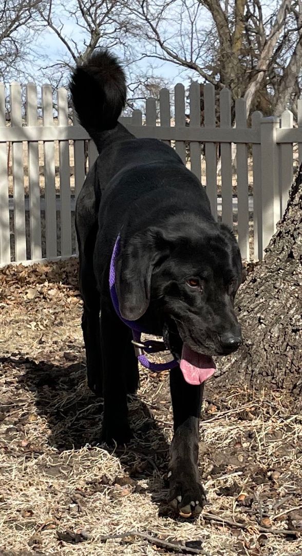 Hayes, an adoptable Labrador Retriever Mix in Auburn, NE_image-4