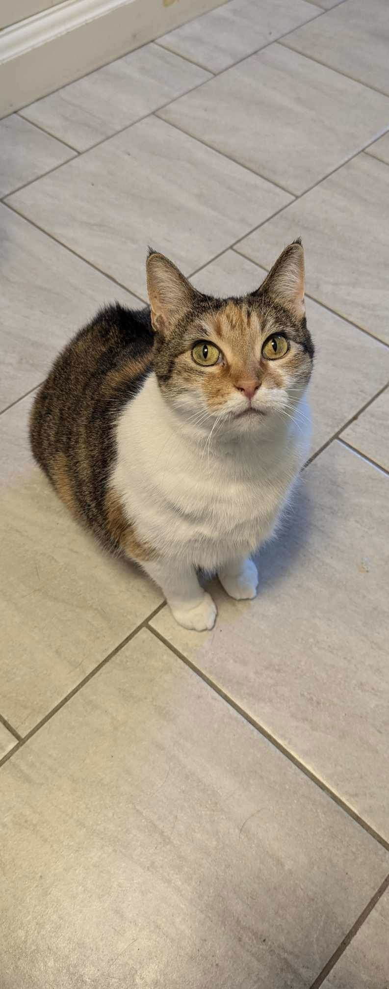 Hannah, an adoptable Domestic Short Hair in Mint Hill, NC, 28227 | Photo Image 1