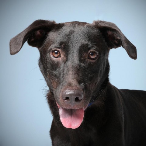 Remington, an adoptable Mixed Breed in Guaynabo, PR, 00969 | Photo Image 1
