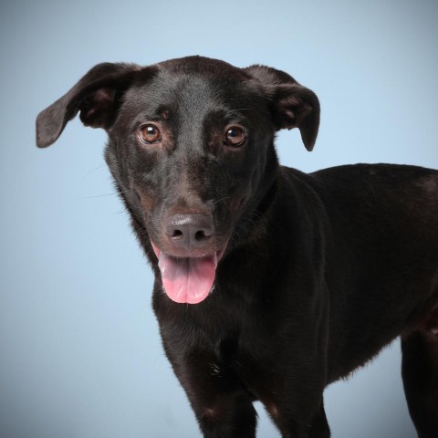 Remington, an adoptable Mixed Breed in Guaynabo, PR, 00969 | Photo Image 2