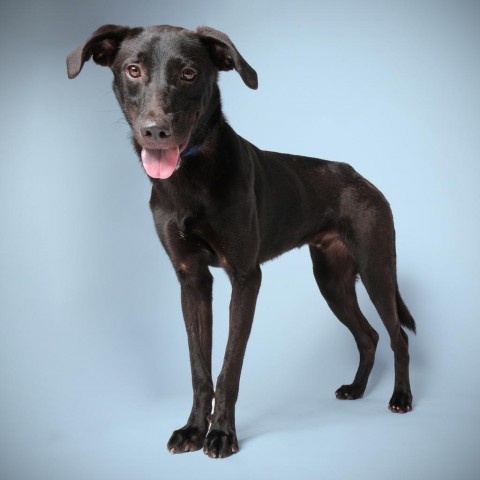 Remington, an adoptable Mixed Breed in Guaynabo, PR, 00969 | Photo Image 3