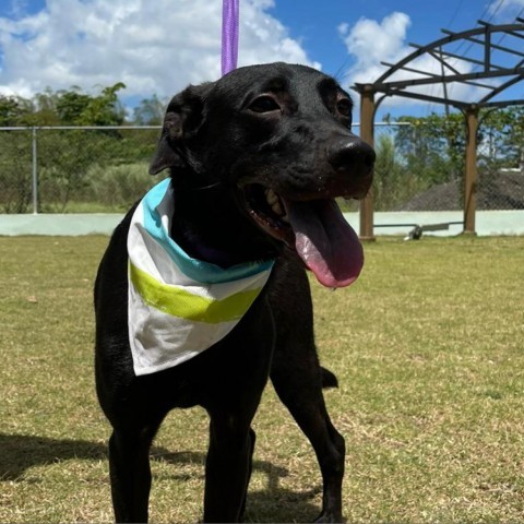 Remington, an adoptable Mixed Breed in Guaynabo, PR, 00969 | Photo Image 4
