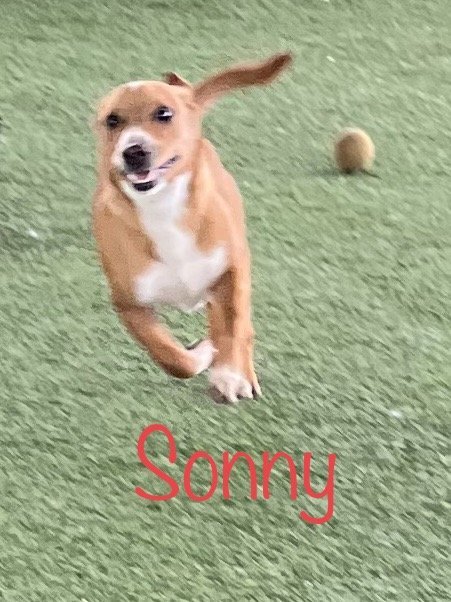 Sonny, an adoptable Terrier Mix in Pipe Creek, TX_image-3
